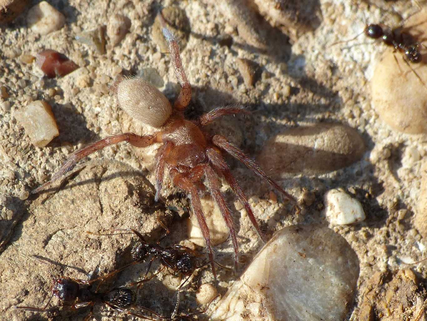 Ragni insieme a formiche Messor ibericus (Anagraphis ochracea)